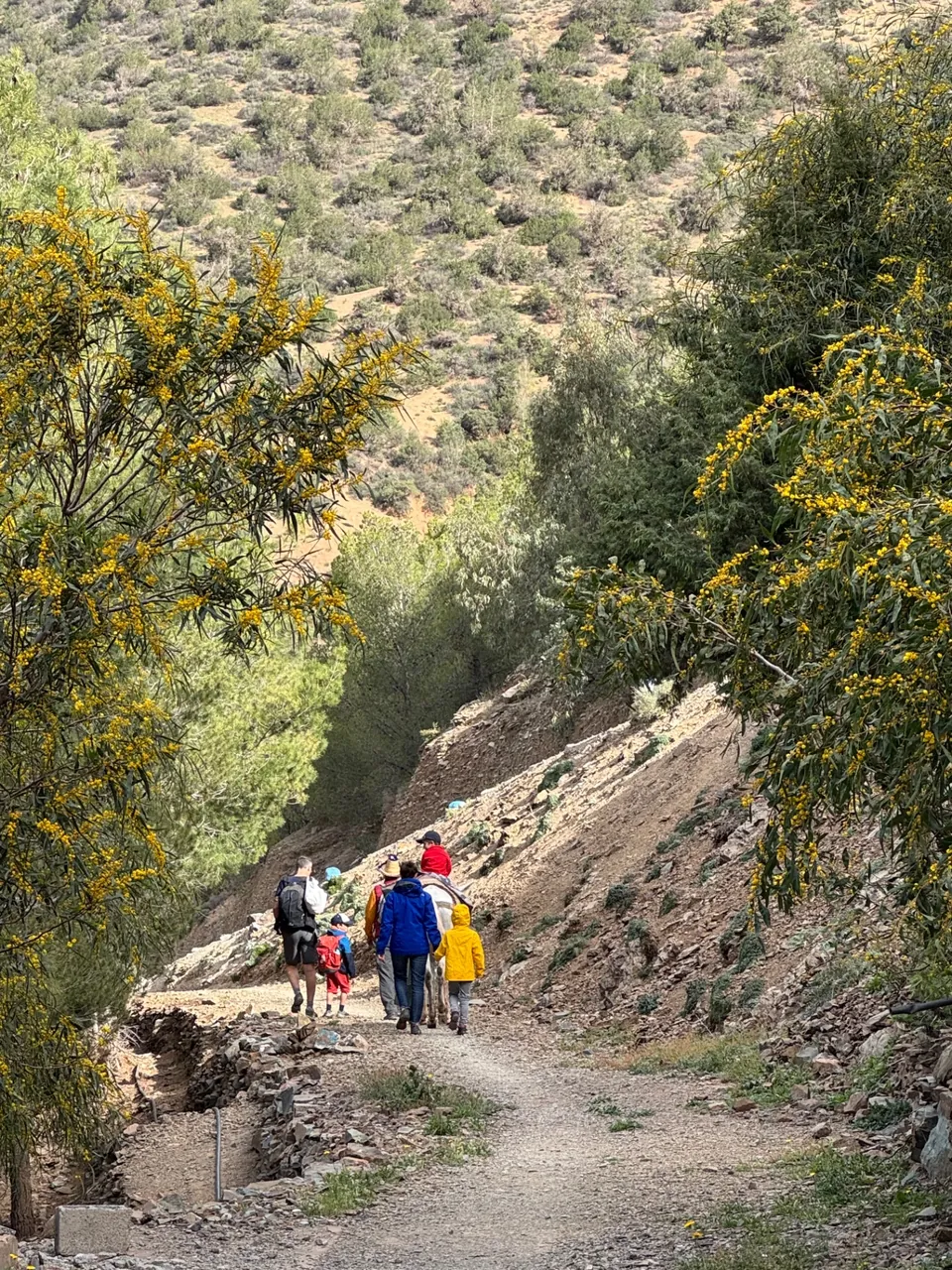 Marcheurs et mulet sur le sentier bordé de mimosas au-dessus de la vallée