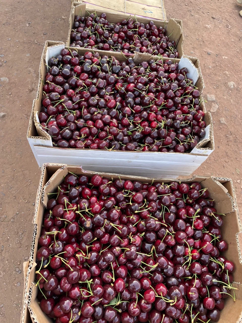 Cagettes de cerises de montagne fraîchement cueillies
