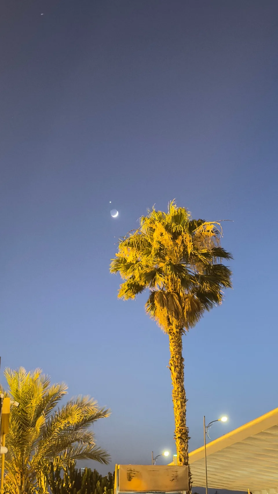 A crescent moon and evening star above a lit palm tree