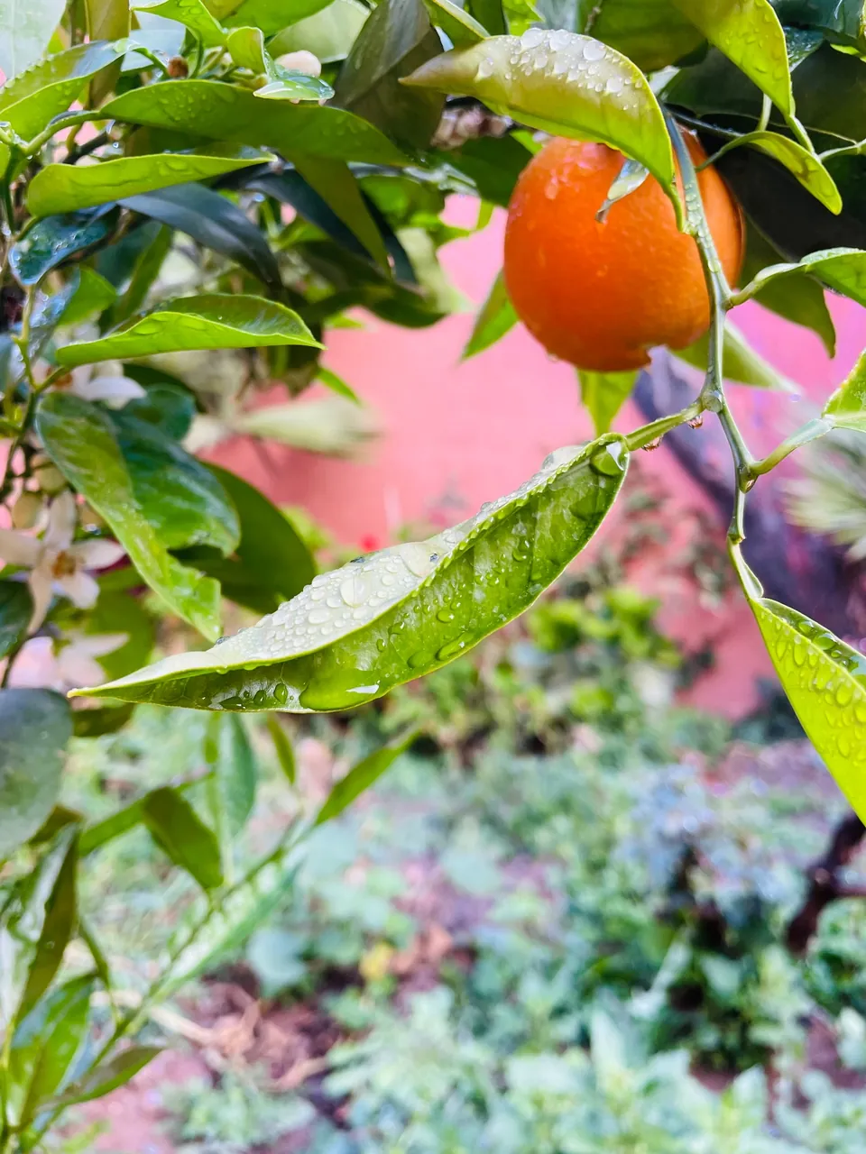 Rain-beaded orange tree in blossom and fruit in the garden